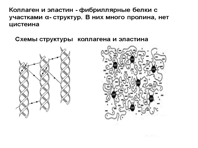 Схемы структуры  коллагена и эластина Коллаген и эластин - фибриллярные белки с участками
